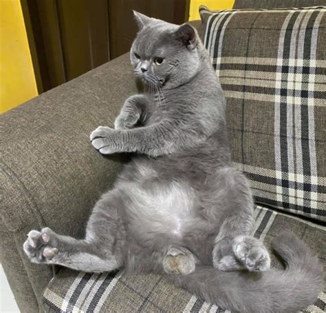 British Shorthair Cat Poc