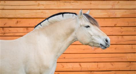 8 Norwegian And Swedish Horse Breeds Native To Scandinavia