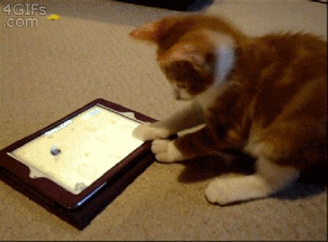 Install catmouse app on iphone/ipad steps. Cat Plays With Cartoon Mouse On iPad (gif) | LuvBat