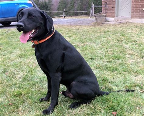 Available Puppy And Adult Labs Riveron Labradors