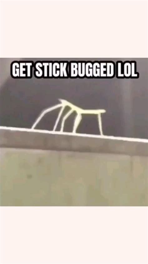 Get Stick Bugged Lol Really Funny Memes Extremely Funny Jokes Just