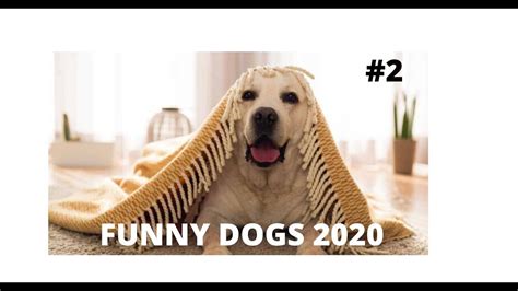 Funny Dogs 2020 Cute Dogsvideos Compilation 2 90s