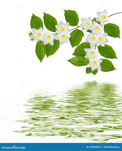 Branch Of Jasmine Flowers Isolated On White Background Stock Image
