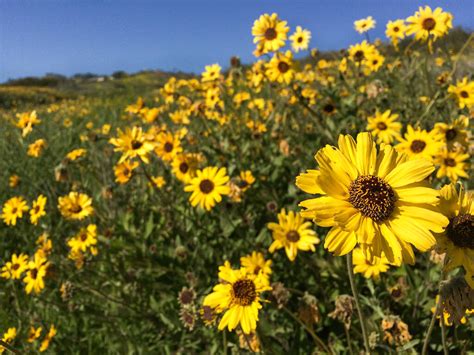 12 Best Places To See Southern California Wildflowers Super Bloom 2024