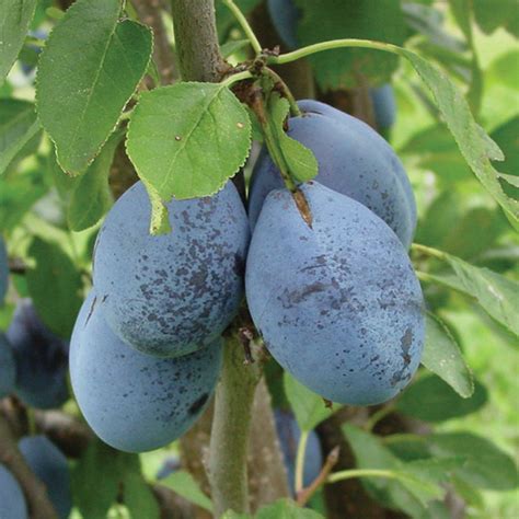 There are 108 stanley plum tree for sale on etsy, and they cost $25.66 on average. Stanley Prune-Plum - Plum Trees - Stark Bro's