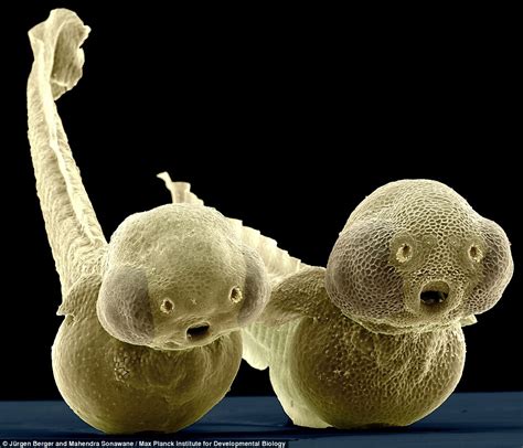 Max Planck Zebrafish Larva Wins First Prize In Science Photo Contest