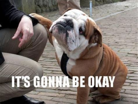14 Best English Bulldog Memes Of All Time