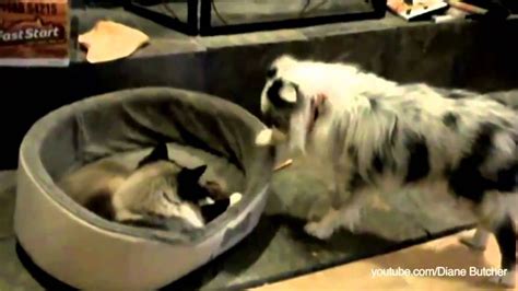 Cats Stealing Dogs Beds Compilation Youtube