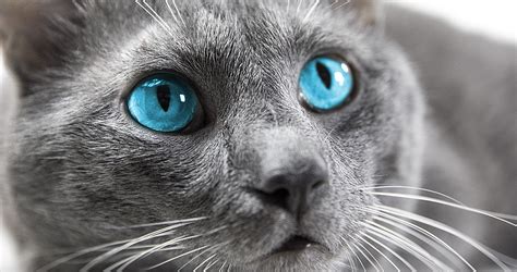 Blue Eye White Cat With Grey Ears And Tail