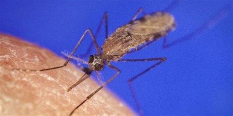 Mosquito Laying Eggs In Skin