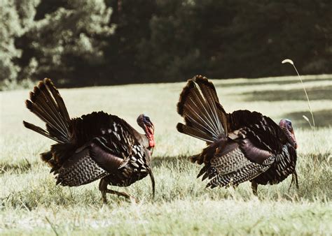 Best Time To Hunt Turkey — Times To Hunt