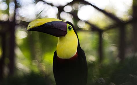 Download Wallpaper 2560x1600 Toucan Bird Beak Colorful