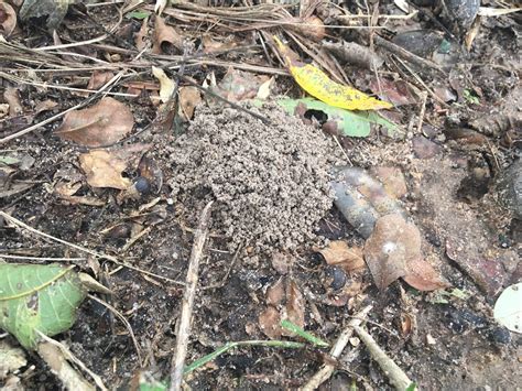 Small Little Dirt Mounds Diy Home Improvement Forum