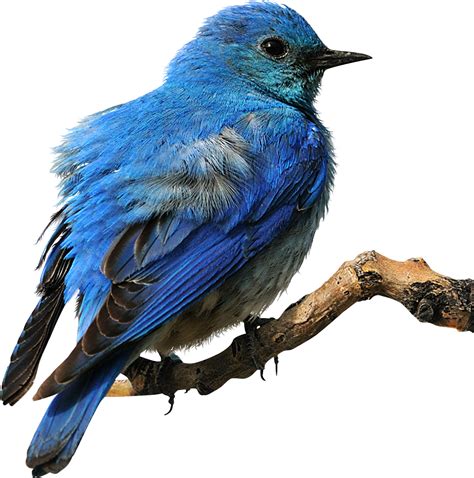 Collection 99 Images Birds That Are Black And Blue Stunning 102023