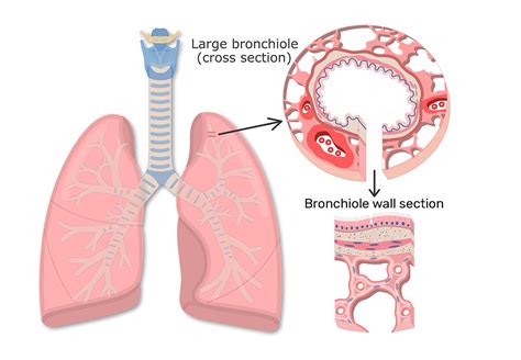 Bronchioles Function And Diagram Getbodysmart