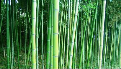 Bamboo Desktop Forest Trees Wallpapers Chinese Backgrounds