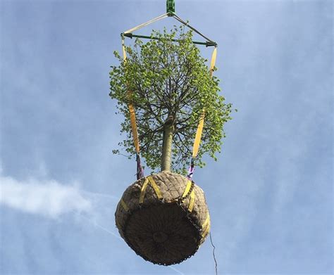 Transplanting Large Trees By Crane Into Small Gardens Practicality