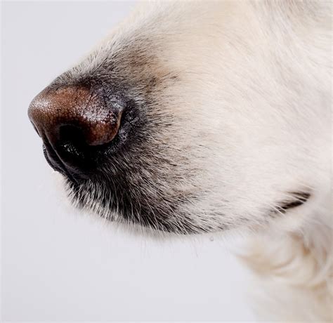 Did You Know That A Dogs Nose Is Just As Unique As A Human Fingerprint