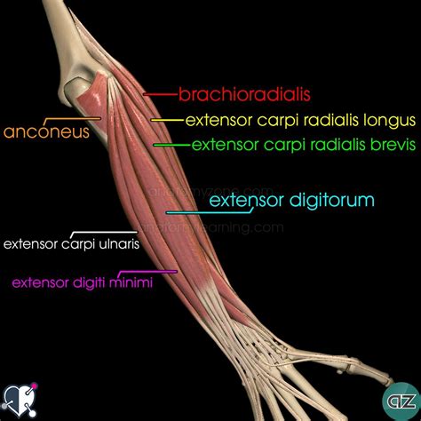 Deep Muscles Of The Forearm And Elbow Netter Upper Limb Anatomy Images And Photos Finder