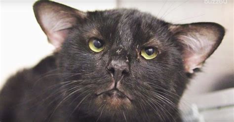 Animal Shelter Takes In Black Cat Then Discovers