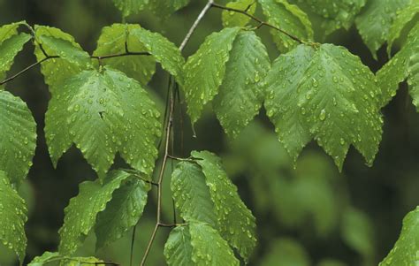 Five Varieties Of Beech Trees