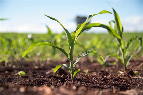 Corn Growing Season » Tips on When to Plant