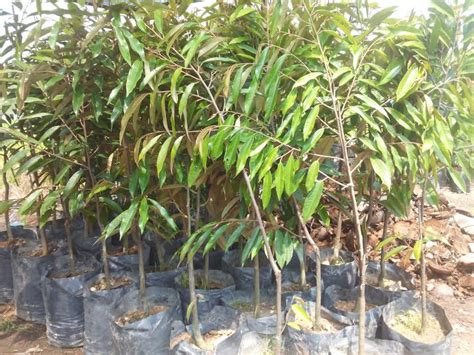 Durian duri hitam/ochee tahun ke 4 setelah ditanam sudah berbuah yg ke 2 walau musim kemarau panjang daun kelihatan. BUMI HIJAU NURSERY (002279488-D): Benih Durian Musang king ...