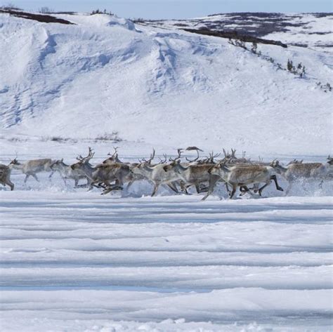 Marvel At Nunavut S Spring Caribou Migration Keep Exploring