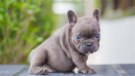 French Bulldog Colors Common And Rare W Prices And Pictures