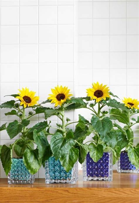 Sunflower The Flower Of The Sun Great Ideas For Your