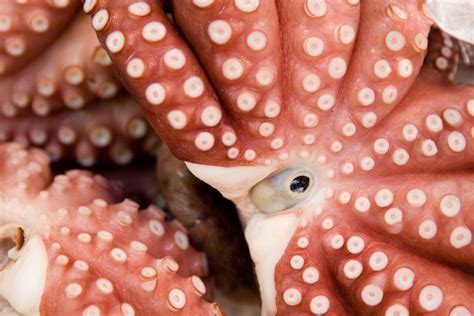 Amazing Facts About The Octopus Business Insider