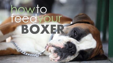 Find out the best dog food for boxers that will keep your dog full of energy and playful without causing allergies and stomach problems. Fat Boxer Dog? Choose A Top 5 Food For Boxers (2019 Review)