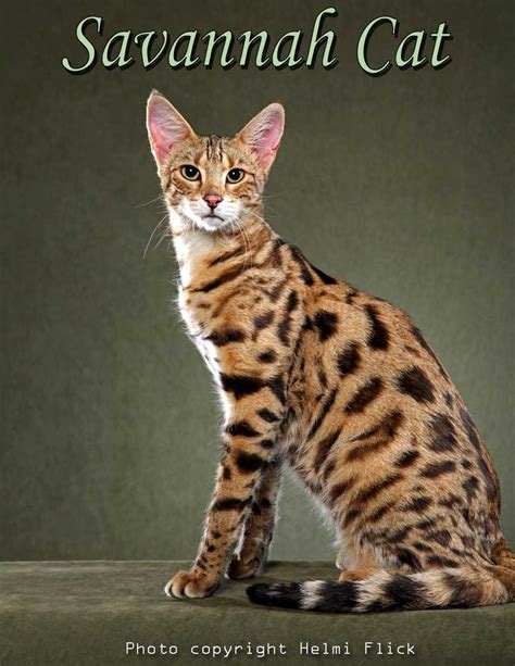 Bring proof of public assistance (if applicable) and photo identification. Savannah Cat Photograph - PoC