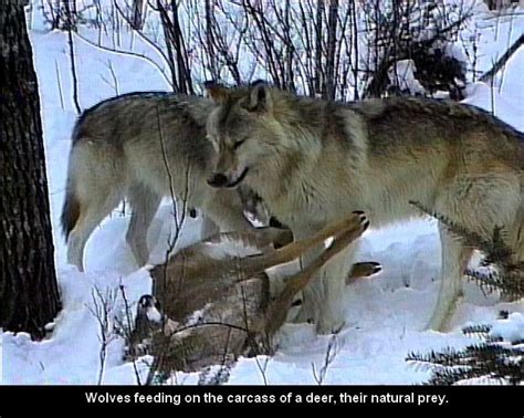 Wolf Attack What You Dont Know About Wolves Can Kill You Part 1
