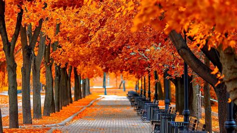 Hd Wallpaper Tree Lane Park Red Leaves Benches Autumn Scenery