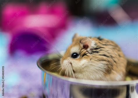 Robo Dwarf Hamster Eating Chewing Food From Bowl In Cage Foto De Stock Adobe Stock