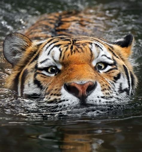 A Close Up Of A Tiger In The Water