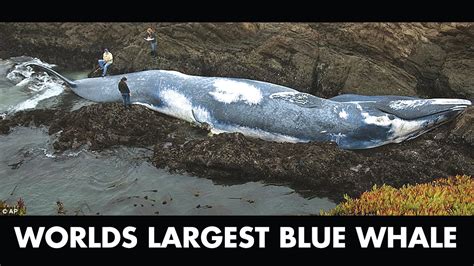 Worlds Largest Blue Whale గురించి ఆసక్తికరమైన విషయాలుbr Siraj Pmf
