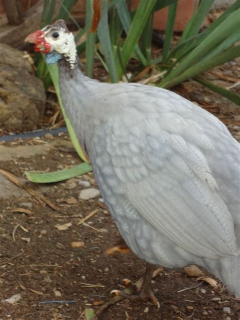 Coral Blue Guinea Fowl Guinea Fowl Poultry Guinea Hen Guineas To