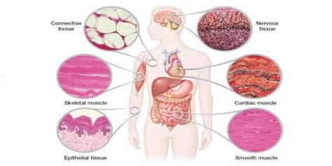 Tissues Assignment Point