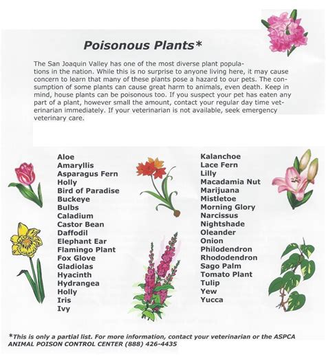 We did not find results for: Rachel Duff: Lily Flowers Toxic To Dogs : 12 Plants That ...