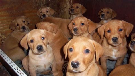 Ckc registered yorkshire terrier puppies for sale in greenwood, sc ckc! Fox Red Labrador Puppies For Sale | Ongar, Essex | Pets4Homes