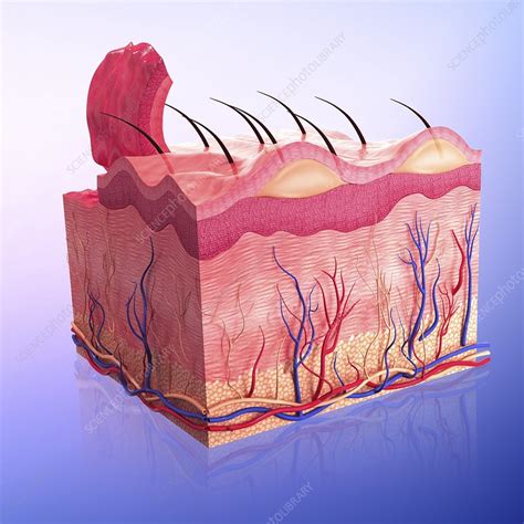 Human Skin Artwork Stock Image F0087454 Science Photo Library