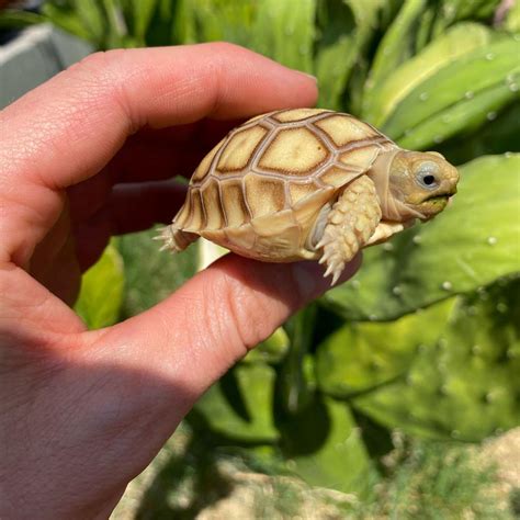 Baby Sulcata Tortoise Davids Jungle