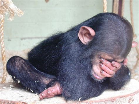 The Baby Chimpanzee Baby Chimpanzee Chimpanzee Monkeys Funny
