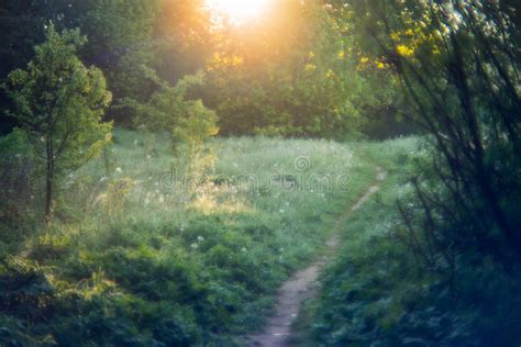 Path At Sunrise Forest Stock Image Image Of Leaves Environment 93598891