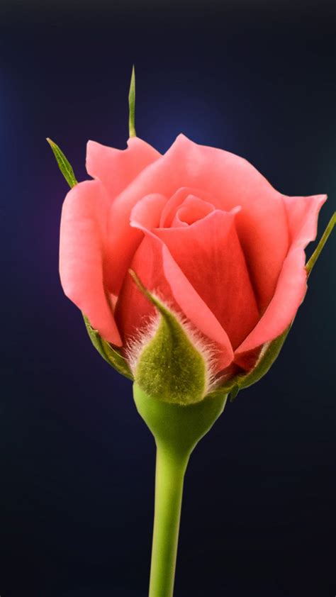 Pink Rose Flower Bud Portrait 1080x1920 Wallpaper Flowers