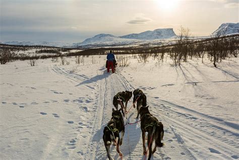 4 Of The Best Dog Sledding Tours In Kiruna Routes North