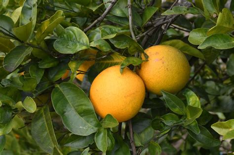 Key Accomplishments In Fighting Citrus Greening Disease 2005 2020