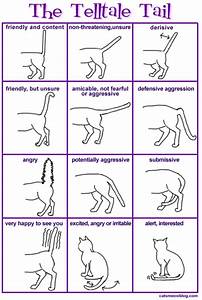 How To Speak Your Cat 39 S Language Healthy Paws